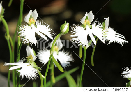 Shirasagi Grasshopper Shirasagi Grasshopper 1690557