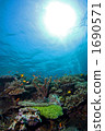 Coral's paradise 1690571