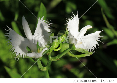 Shirasagi Grasshopper 1690587