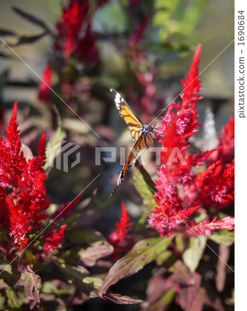 Swallowtail Swallowtail 1690684