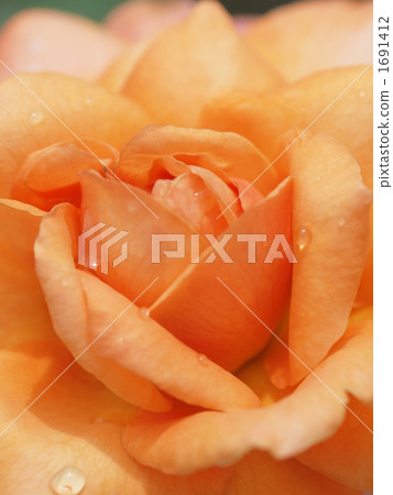 Rose Albrecht Durer Rose 1691412