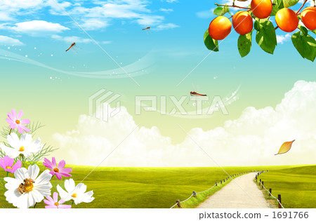 field, cosmos, cosmea 1691766