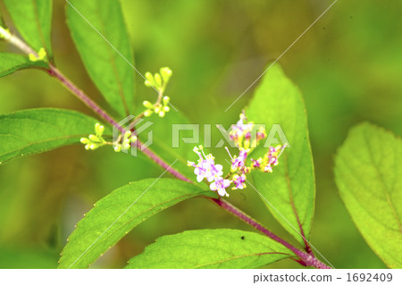 botanic, botanical, plant 1692409