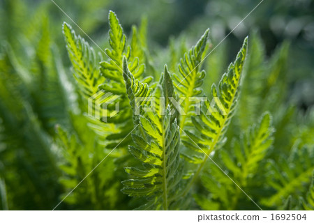 Yarrow 1692504