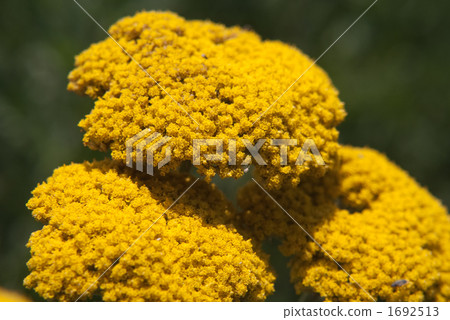 Yarrow 1692513