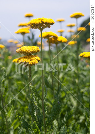 Yarrow 1692514