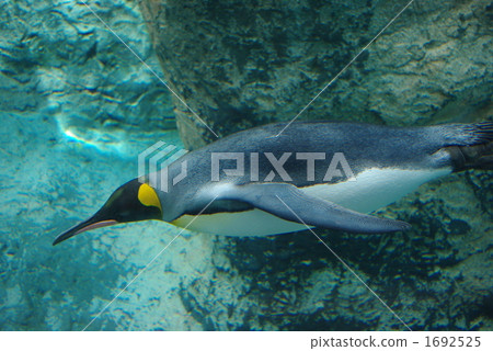 Swimming penguin 1692525