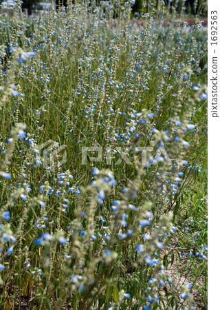 Blue sage 1692563