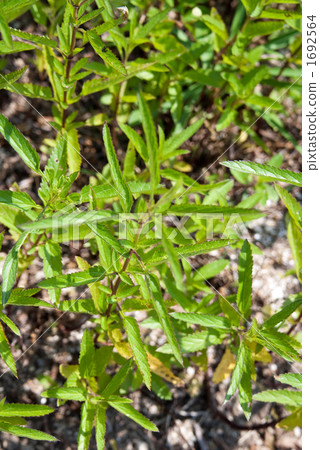 Blue sage 1692564