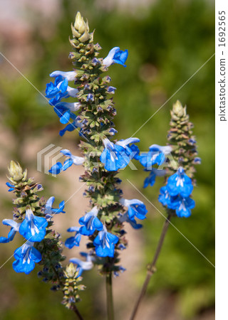 Blue sage 1692565