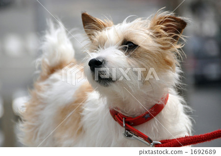 Jack russell terrier looking at the top line 1692689