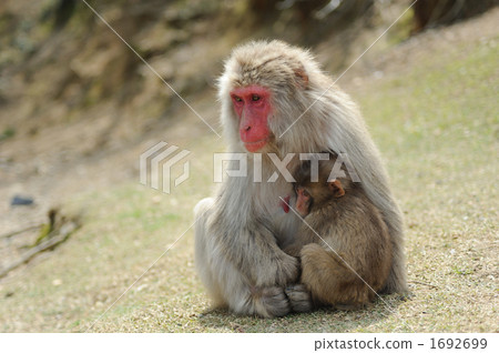 日本猴子的父母和孩子 1692699