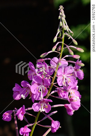 Yanagiran Yanagiran 1692768