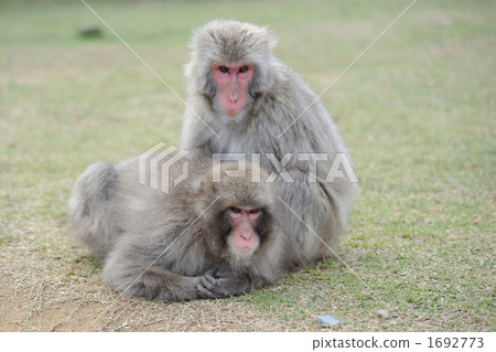 Japanese macaques 1692773