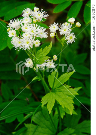 Momige落葉松 Momige落葉松 1692873