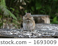 Chipmunk (front) 1693009