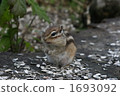 Chipmunk (left) 1693092