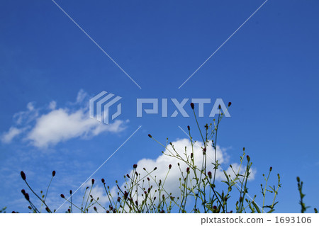 blank expression, copyspace, burnet 1693106