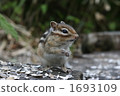 Chipmunk (right) 1693109