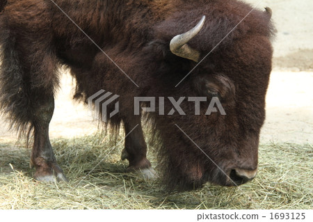 美洲野牛 1693125