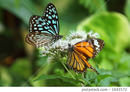 Madara butterfly Madara butterfly 1693572