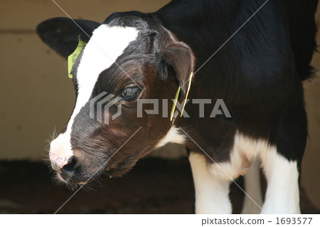calf 1693577