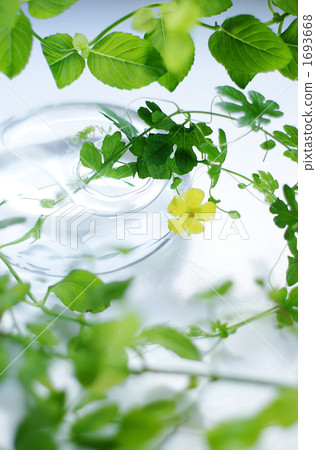 Goya和Mint的錢包 1693668