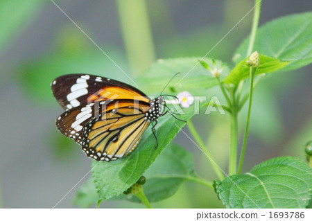 Madara butterfly Madara butterfly 1693786