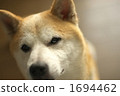 Shiba Inu 1694462