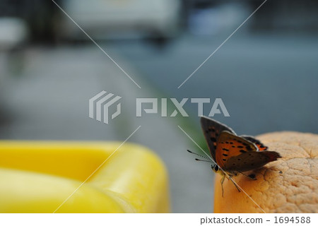 Lycaena phlaeas Lycaena phlaeas 1694588