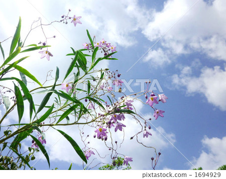 ryukyu willow, ruri willow, suzukake willow 1694929