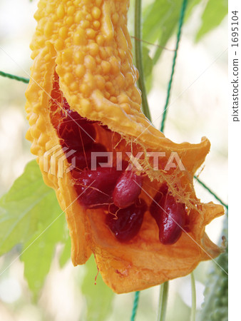 Seed of goya 1695104