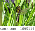 Dragonfly  1695114