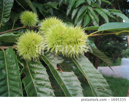 Chestnut chestnut Chestnut chestnut 1695335