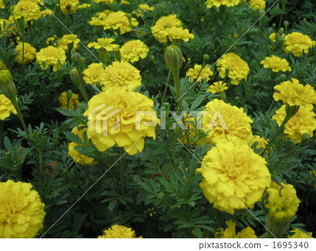 萬壽菊 萬壽菊 1695340