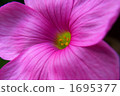 violet, petal, petals 1695377