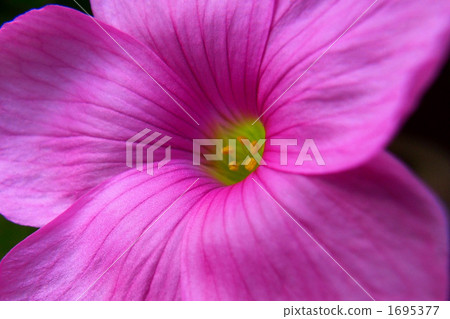 violet, petal, petals 1695377