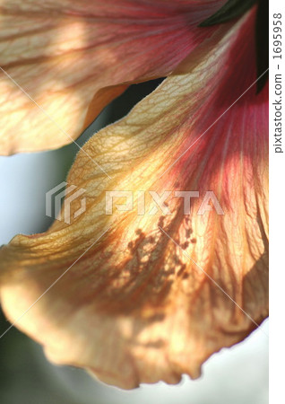 hibiscus, petal, petals 1695958