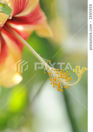 雄蕊 雌蕊 槿 1695959