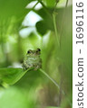 樹蛙 青蛙 兩棲的 1696116