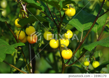 茄子的果實 1696170