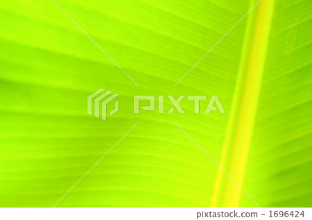 Banana leaf　 1696424
