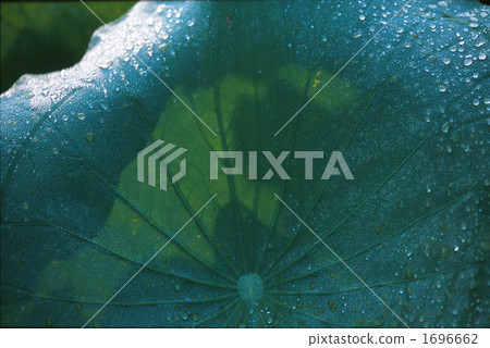 leaf vein, vein, veins of leaf 1696662