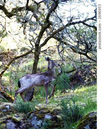 deer, terrestrial animal, wild animal 1696953