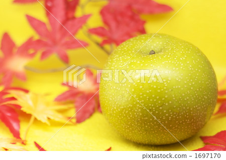 與色的葉子的梨 與色的葉子的梨 1697170