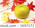 Autumn pear and autumn leaves White back 1697171