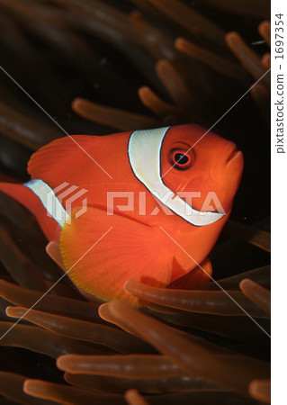 小丑魚 魚 鹹水魚 1697354
