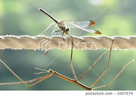 昆虫 拐杖 竹节虫