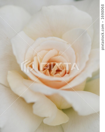 玫瑰法國種族 1698068