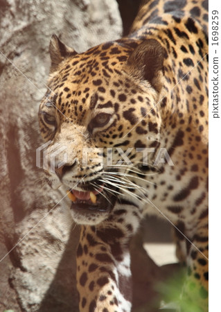 Jaguar Jaguar 1698259